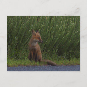 Fox Foto Postkarte