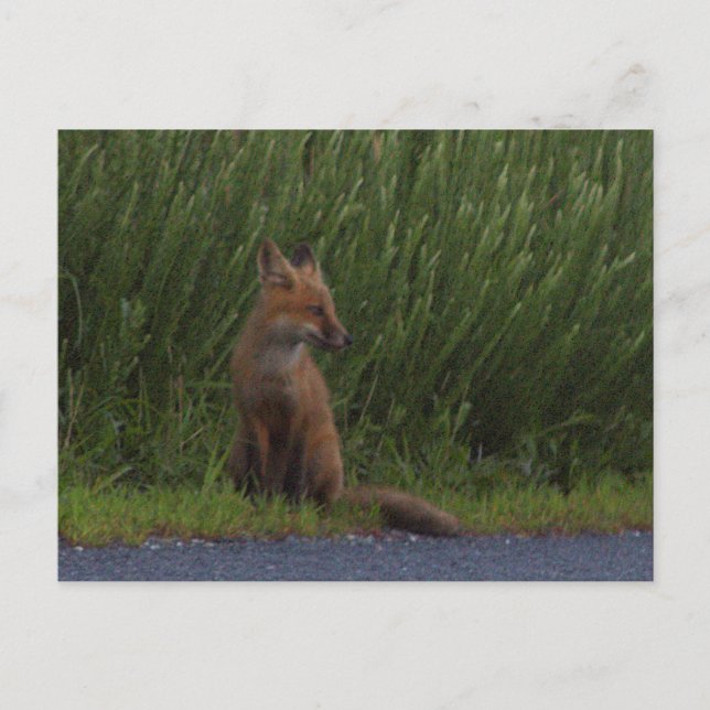 Fox Foto Postkarte (Vorderseite)