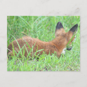 Fox Foto Postkarte