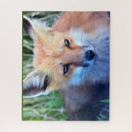 Fox Foto Puzzle
