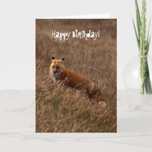 Fox im Gras; Alles Gute zum Geburtstag Karte (Vorderseite)