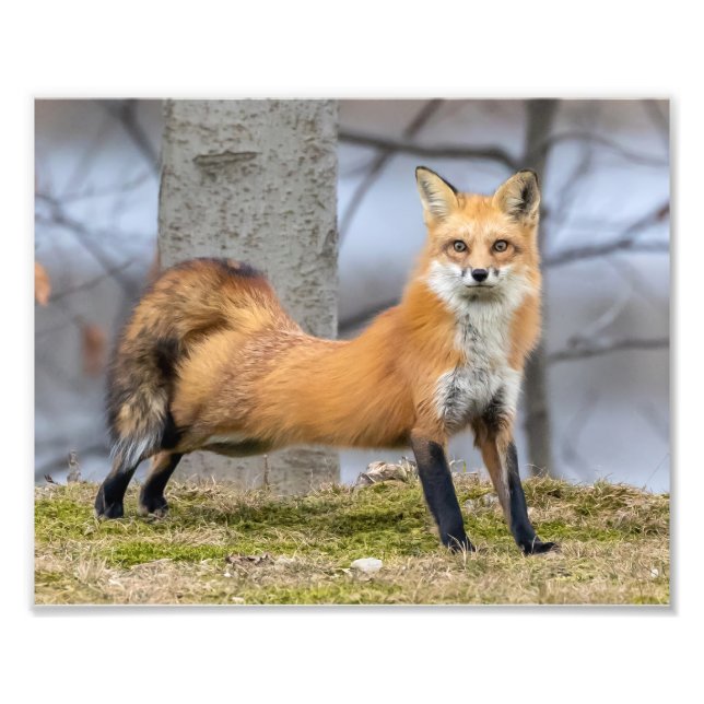 Fox in einer Phase Fotodruck (Vorne)