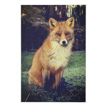 Fox in Forest Canvas Print