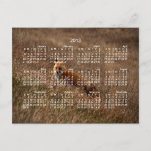 Fox in the Grass; Kalender 2013 Postkarte