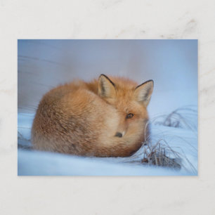 Fox in the Snow Foto Postcard Postkarte