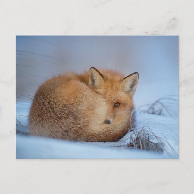 Fox in the Snow Foto Postcard Postkarte (Vorderseite)