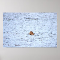 Fox in the Snow Poster