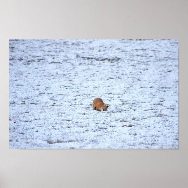 Fox in the Snow Poster (Vorne)