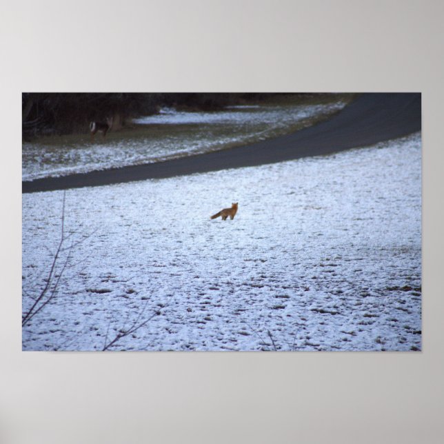 Fox in the Snow Poster (Vorne)