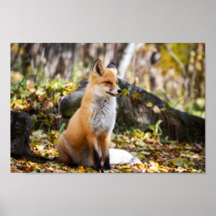 Fox in Woods - Poster