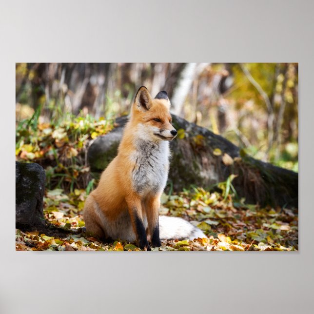 Fox in Woods - Poster (Vorne)