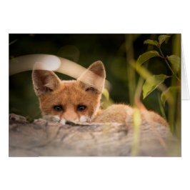 Fox-Karte - freier Raum für jede Anlässe -