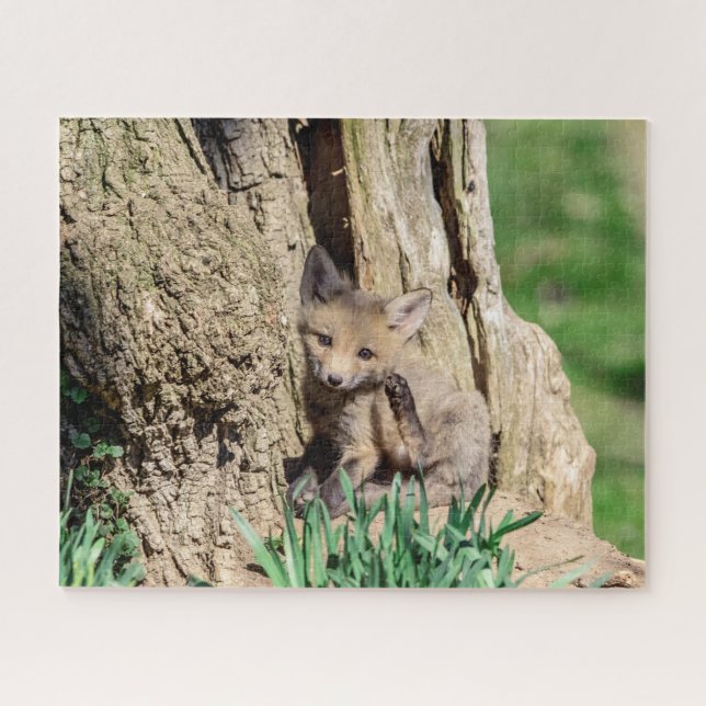 Fox Kit im Hudson Valley (Horizontal)