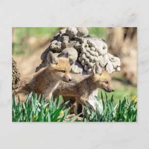 Fox Kits im Hudson Valley Postkarte