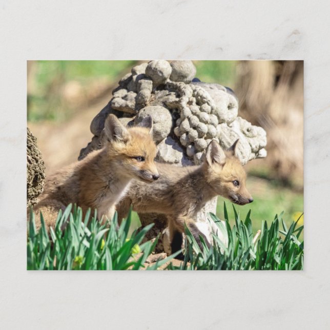 Fox Kits im Hudson Valley Postkarte (Vorderseite)