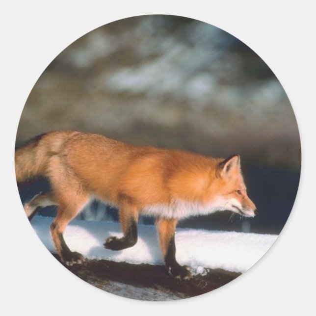 Fox läuft im Schnee Runder Aufkleber (Vorderseite)
