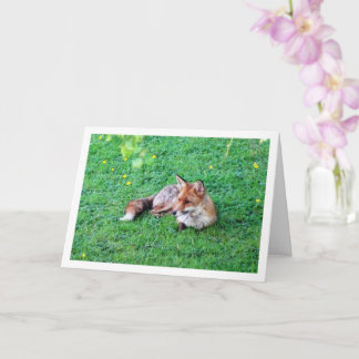 Fox Lay auf Gras Karte