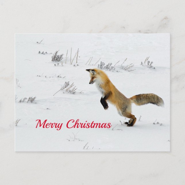 Fox Leaping Snow Foto Weihnachten Postkarte (Vorderseite)