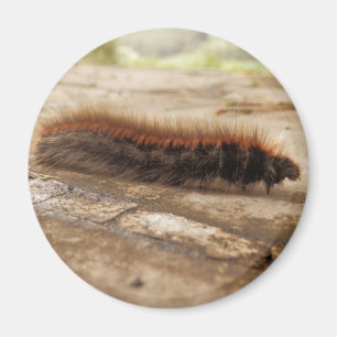 Fox Moth Raupe Magnet