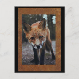 Fox Nah up Postcross Postcard Postkarte