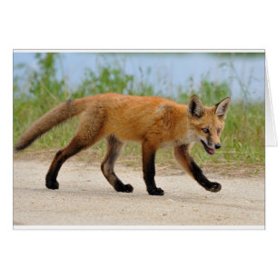 Fox on run