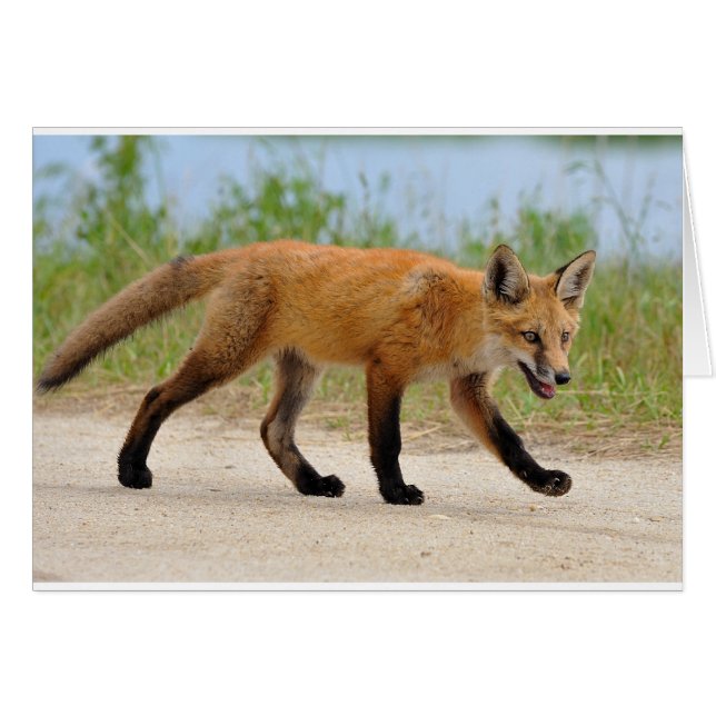 Fox on run (Vorderseite (Horizontal))