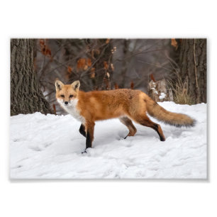 Fox On Snow Foto Print