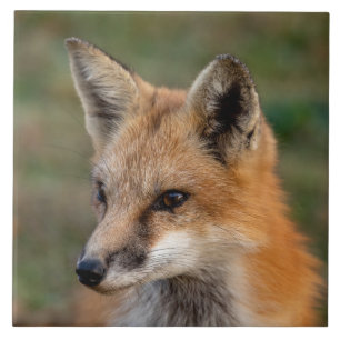 Fox Portrait Fliese
