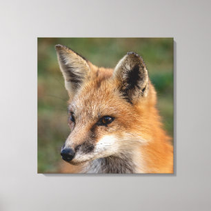 Fox Portrait Leinwanddruck
