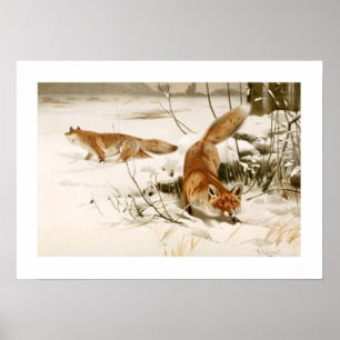 Fox Poster