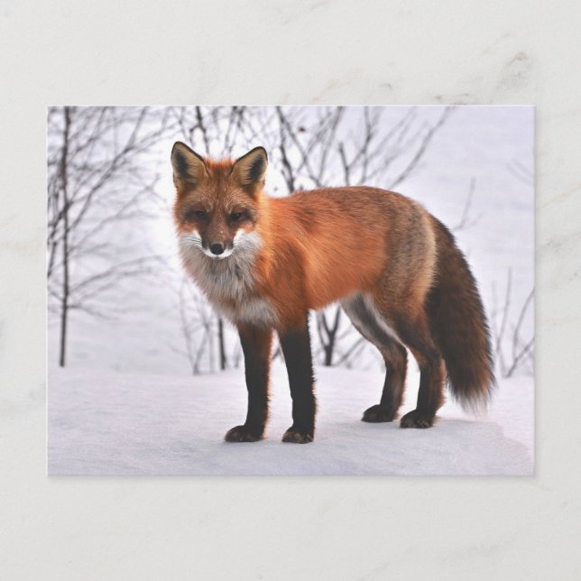Fox Postkarte (Vorderseite)