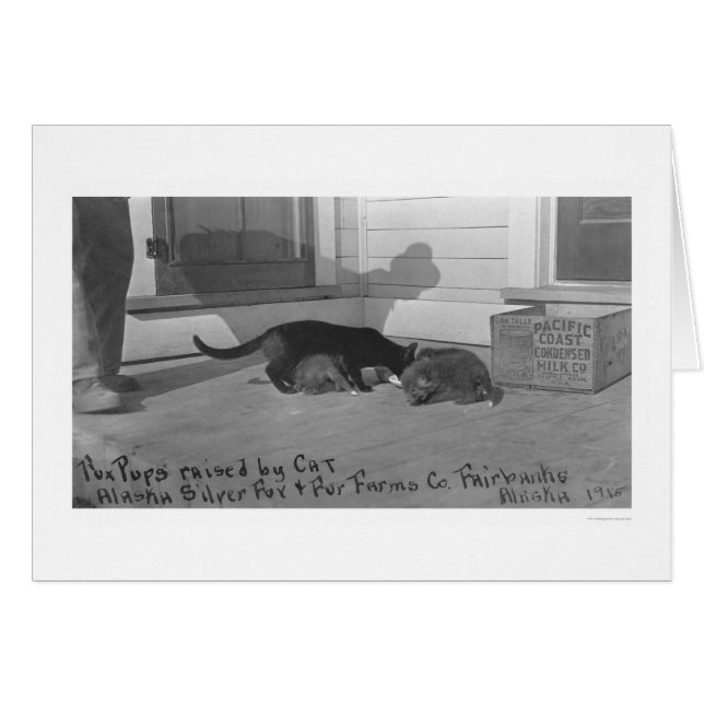 Fox Pups élevés par Cat 1915 (Devant horizontal)