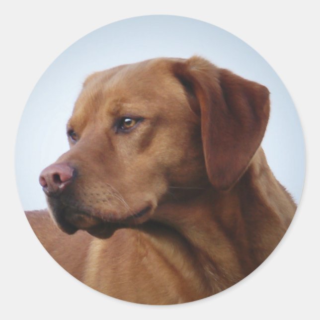 Fox Red Labrador Gundog Runder Aufkleber (Vorderseite)
