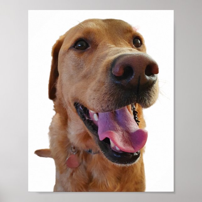 Fox red Labrador poster (Vorne)