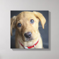 Fox Red Labrador Puppy