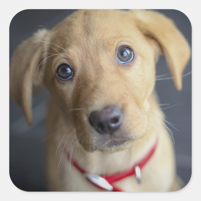 Fox Red Labrador Puppy Quadratischer Aufkleber (Vorderseite)