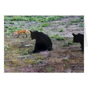 Fox rouge et ours noirs en Alaska
