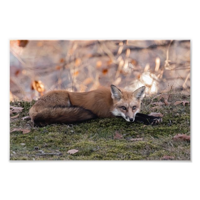 Fox-Ruhen auf Moss Fotodruck (Vorne)