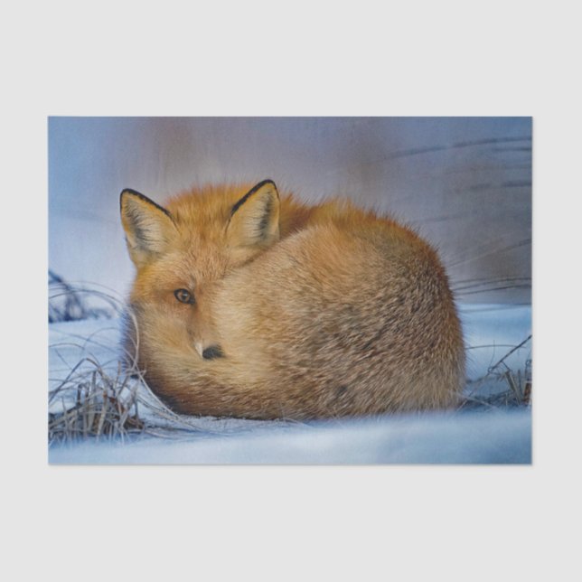 Fox Sleeping Snow Foto Seidenpapier (Vorderseite)