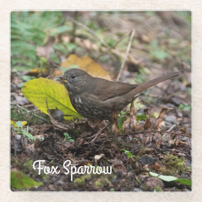 Fox Sparrow Glasuntersetzer (Vorderseite)