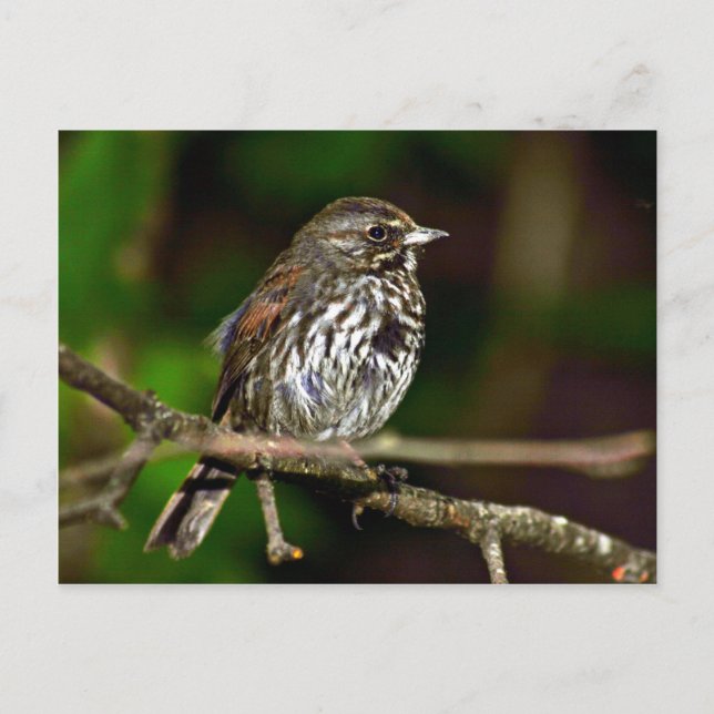 Fox Sparrow Postkarte (Vorderseite)