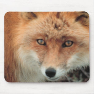 Fox-Spezies-Mausunterlage Mousepad