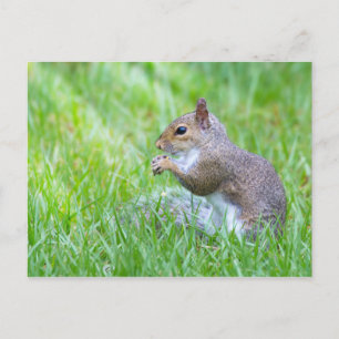 Fox Squirrel Postkarte