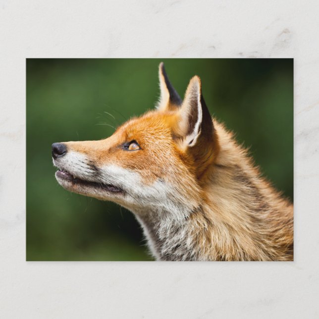 Fox-Suche Postkarte (Vorderseite)