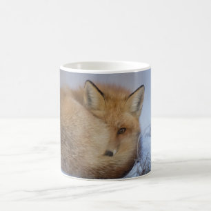 Fox-Tasse, foxy Tasse, Füchse, Natur, wild lebend Kaffeetasse