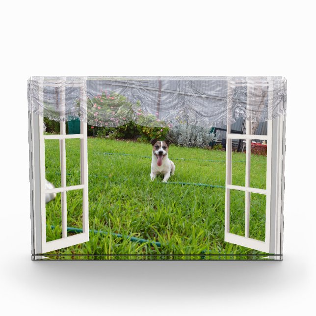 Fox Terrier Come Play, Foto Block (Vorderseite)