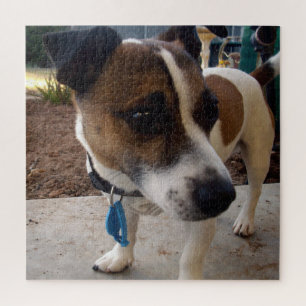 Fox Terrier Dog Attraction,