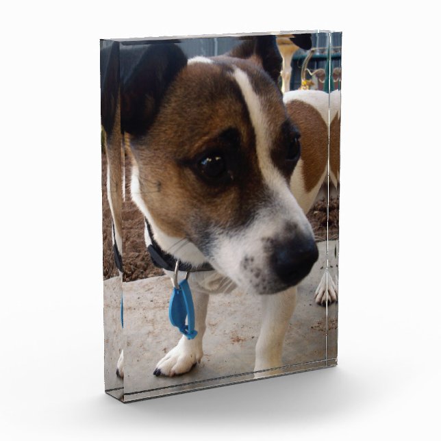 Fox Terrier Dog Attraction, Fotoblock (Links)