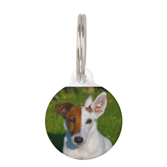 Fox Terrier Dog. Haustiermarke (Vorderseite)