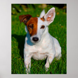 Fox Terrier Dog. Poster